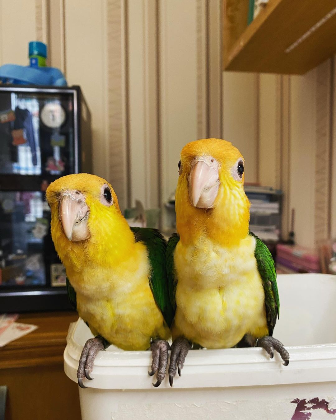  Caique parrots available now - Kuwait Region Birds