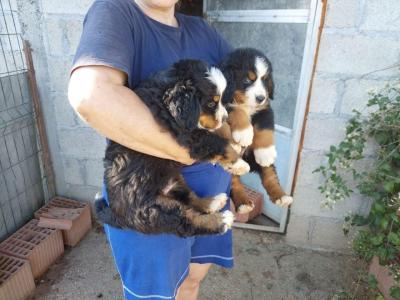  Bernese Mountain Puppies - Kuwait Region Dogs, Puppies