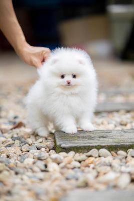  Pomeranian puppies available    - Sharjah Dogs, Puppies