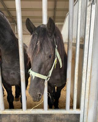  Friesian Horse    - Sharjah Other