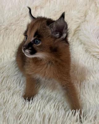   Caracal Kittens  - Sharjah Cats, Kittens
