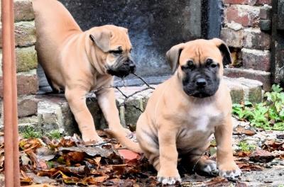   Boerboel Puppies  - Sharjah Dogs, Puppies
