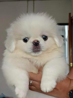 Pekingese Puppies Available    - Sharjah Dogs, Puppies