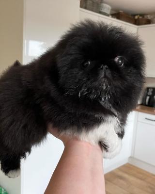 Pekingese Puppies Available    - Sharjah Dogs, Puppies