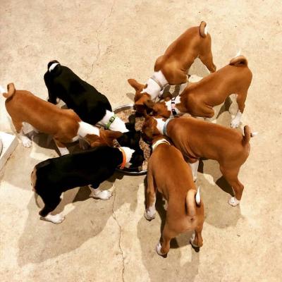Basenji puppies   - Sharjah Dogs, Puppies
