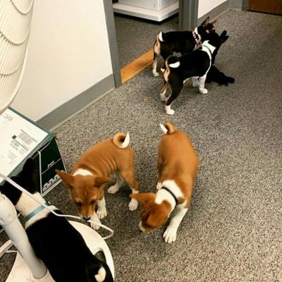 Basenji puppies   - Sharjah Dogs, Puppies