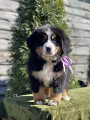  Bernese Mountain Puppies - Sharjah Dogs, Puppies