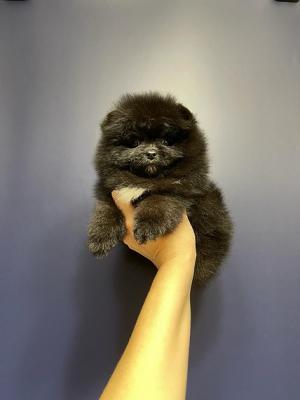  Teacup Pomeranian Puppies    - Sharjah Dogs, Puppies