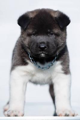 Amerikanische Akita-Welpen - Vienna Dogs, Puppies