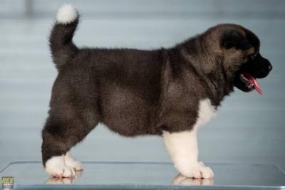 Amerikanische Akita-Welpen - Vienna Dogs, Puppies