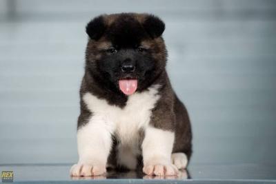 Amerikanische Akita-Welpen - Vienna Dogs, Puppies
