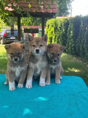 Shiba Inu puppies - Vienna Dogs, Puppies