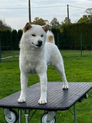 Shiba Inu puppies - Vienna Dogs, Puppies