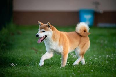 Shiba Inu puppies - Vienna Dogs, Puppies