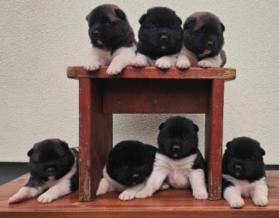Amerikanische Akita TOP Welpen - Vienna Dogs, Puppies