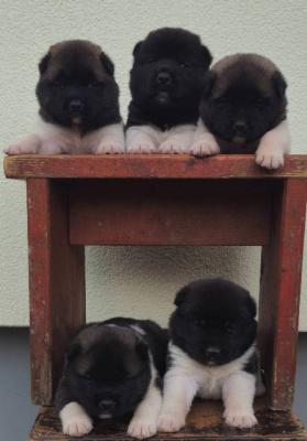 Amerikanische Akita TOP Welpen - Vienna Dogs, Puppies