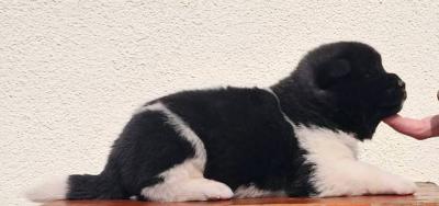 Amerikanische Akita TOP Welpen - Vienna Dogs, Puppies