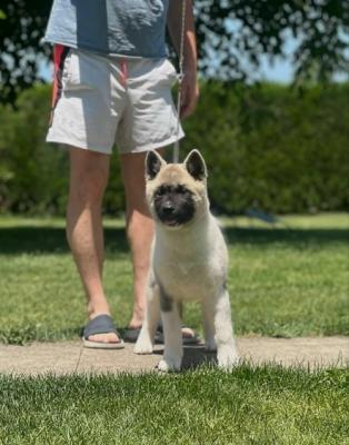 American Akita - Vienna Dogs, Puppies