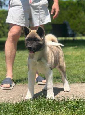 American Akita - Vienna Dogs, Puppies