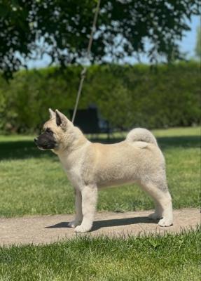 American Akita - Vienna Dogs, Puppies
