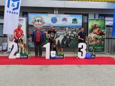 Bernard Puppies - Vienna Dogs, Puppies