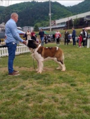 Bernard Puppies - Vienna Dogs, Puppies