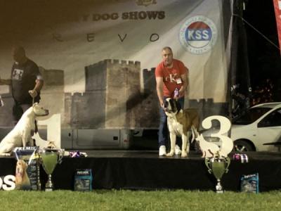 Bernard Puppies - Vienna Dogs, Puppies