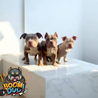 American Bully, Hündin - Vienna Dogs, Puppies