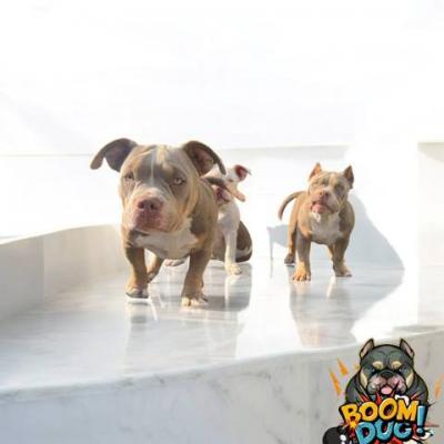 American Bully, Hündin - Vienna Dogs, Puppies