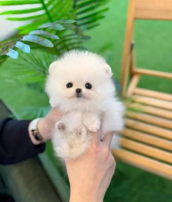 2 beautiful Pomeranian puppies - Madrid Dogs, Puppies