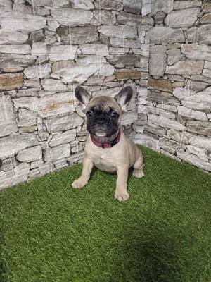 Französische Bulldogge - Frankfurt (Main) Dogs, Puppies
