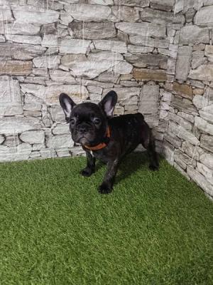 French Bulldog - Vienna Dogs, Puppies