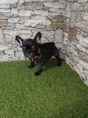French Bulldog - Vienna Dogs, Puppies