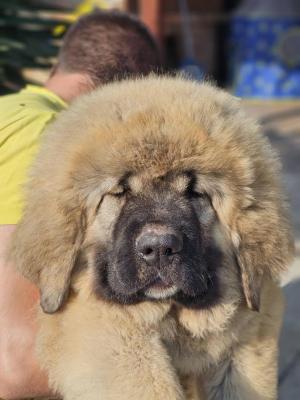 Caucasian Shepherd, puppies - Vienna Dogs, Puppies