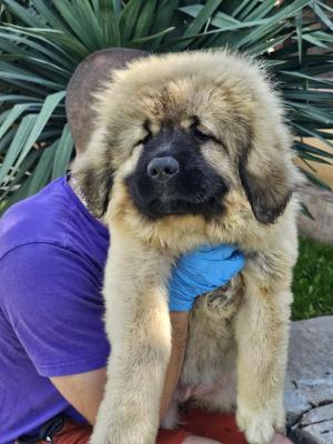 Caucasian Shepherd, puppies - Vienna Dogs, Puppies