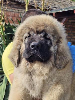 Caucasian Shepherd, puppies - Vienna Dogs, Puppies