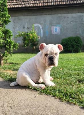 Englische Bulldogge, Rüde - Vienna Dogs, Puppies