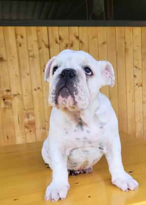 Englische Bulldogge, Rüde - Vienna Dogs, Puppies