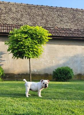 Englische Bulldogge, Rüde - Vienna Dogs, Puppies