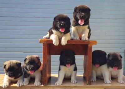 Amerikanischer Akita, neuer Wurf - Vienna Dogs, Puppies