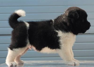 Amerikanischer Akita, neuer Wurf - Vienna Dogs, Puppies