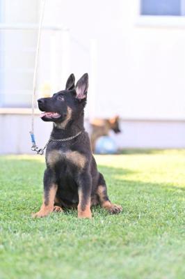 Deutsche Schäferhundwelpen - Vienna Dogs, Puppies