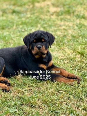 Top-ROTTWEILER-Wurf - Zurich Dogs, Puppies