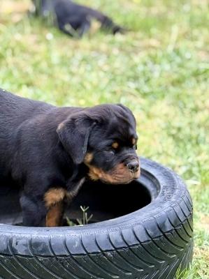 Top-ROTTWEILER-Wurf - Zurich Dogs, Puppies