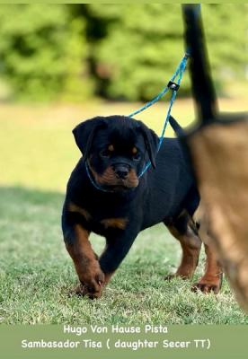 Top-ROTTWEILER-Wurf - Zurich Dogs, Puppies