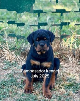 Top litter of ROTTWEILER - Vienna Dogs, Puppies