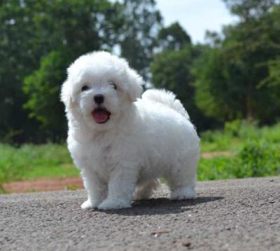 Two Teacup Maltese  Puppies Needs a New Family