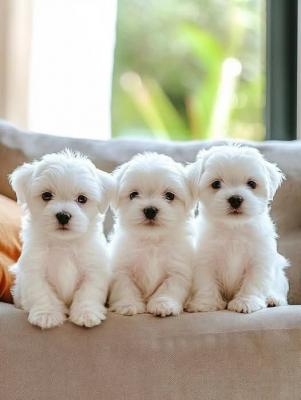 Two Top Class Maltese  Puppies Available