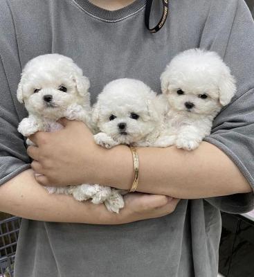 Adorable outstanding Maltese puppies