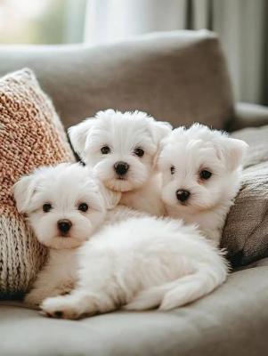 Super Adorable Teacup Maltese  Puppies